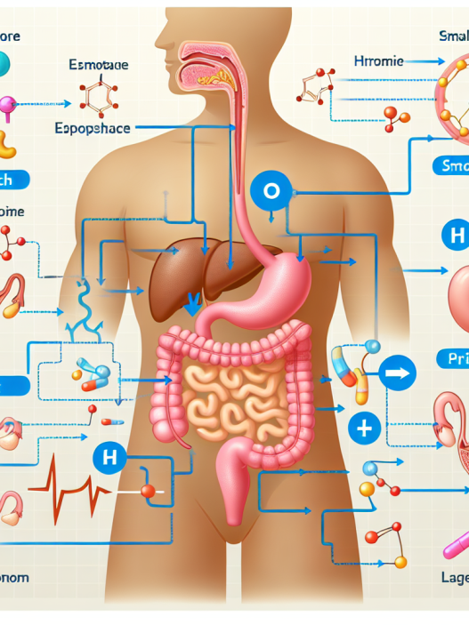 Cómo afecta Prohormon al sistema digestivo